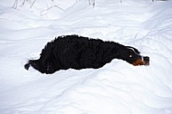 Bernese Mountain Dog in snow 