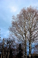 Blue sky, trees