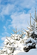 Blue sky, trees, winter