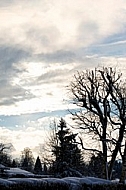 Blue sky, trees, winter