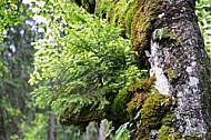 Breitachklamm ravine in Bavaria in Germany