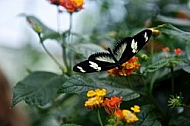 Butterfly,  Mainau in Lake Constance, Germany