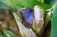 Butterfly, butterflyfarm