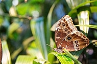 Butterfly, butterflyfarm