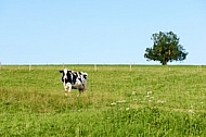 Cattle, Cow