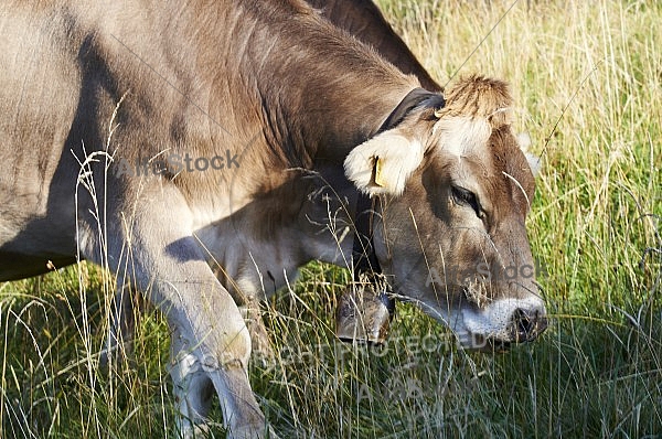 Cattle, Cow