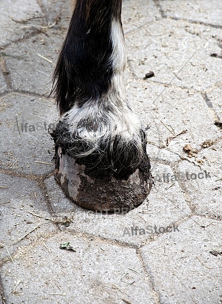 Closeup of the hoof of a horse