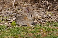Cottontail