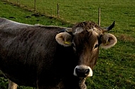 Cow at the meadow