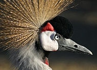 Crowned crane near diadem from the image