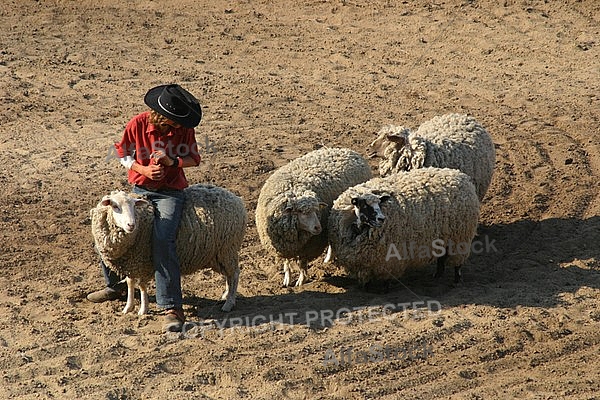 Farmer kept the sheep