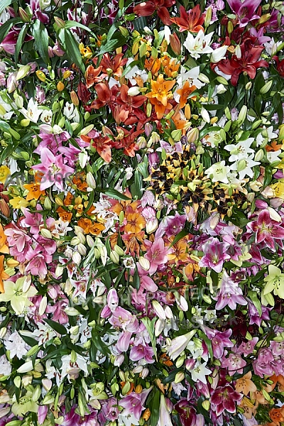Flowers, plants, background