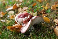 fungus, mushroom