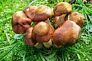 fungus, mushroom