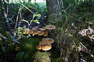 Fungus, mushroom