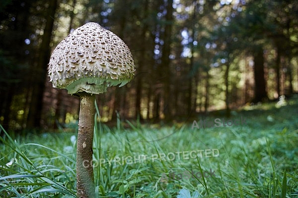 Fungus, mushroom