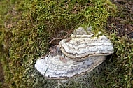 Ganoderma applanatum, Bryophyte