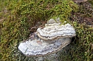 Ganoderma applanatum, Bryophyte
