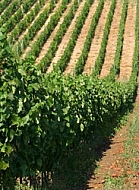Grape plantation in the mountainside.