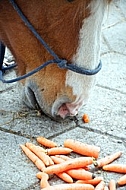Horse and the carrot