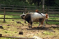 Hungarian Grey cattle