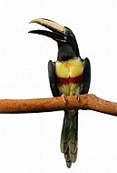 Isolated image of the bird on the bough aracari