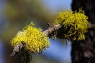 Lichens A 