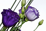 Light and dark purple flowers