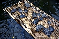 Little dark Turtles on the Reed