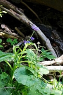 Little purple Flowers