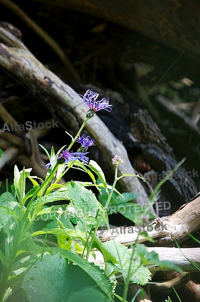 Little purple Flowers