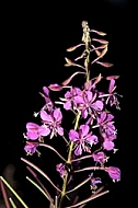 Macro pink wild flowers