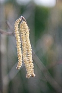 Male flowers of Common Hazel in early spring