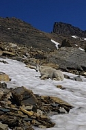 Mountain Goats 