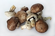 Mushroom,   Mushroom Agaricus Campestris 