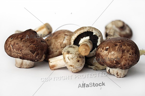 Mushroom,   Mushroom Agaricus Campestris 
