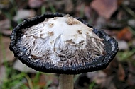Mushroom on the ground