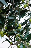 Olive, Olea europaea