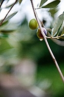 Olive, Olea europaea