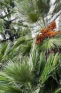 Palm tree, Arecaceae