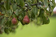Pear tree, pear, fruit.