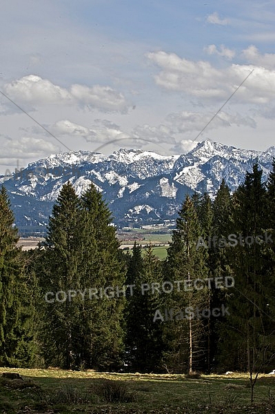 Pine trees with mountains and clouds