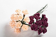 Pink and dark red miniature roses