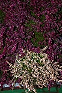 Purple and white plants