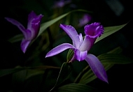 Purple orchidea 