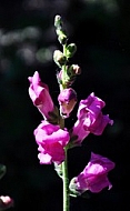 Purple Snapdragon Flower