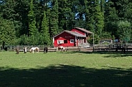 Red farm house with horses on the meadow