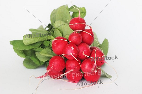 Red radish 