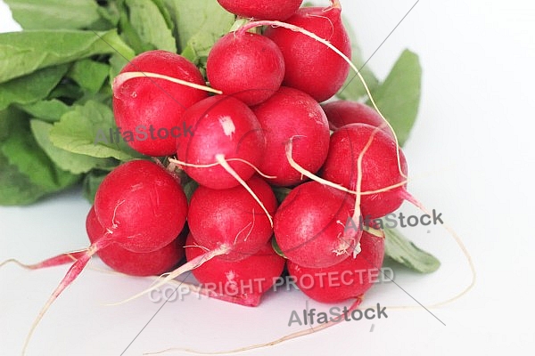 Red radish 