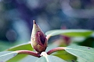 Rhododendron, Azalea